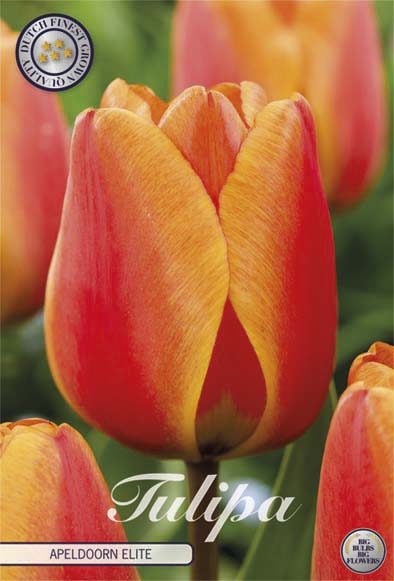 Tulip Darwin Hybride Apeldoorn Elite 10-pakning (NY)